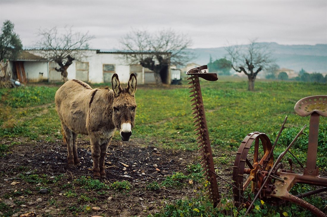 Ardèche, un âne gris dans son enclos, lumière grise, pluie fine, outils agricole rouillé à droite, pré vert, asinerie bricolée en fond